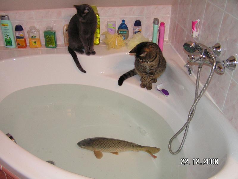 Kocky (101) - kapr.JPG